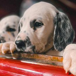 Dalmatians from The Golden Spot