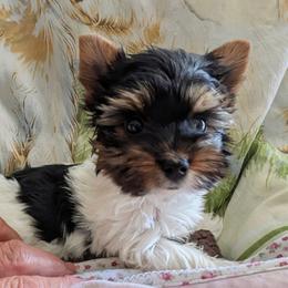 Miles - Parti male Yorkshire Terrier puppy in Gatesville, Texas from KontryKritterz Yorkies