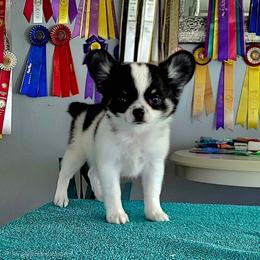 Mario - Black and white male Chihuahua puppy in Cape Coral, Florida from Inspired Chihuahuas