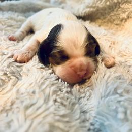 Magnolia - Brown white and tan female Cocker Spaniel puppy in Camp Douglas, Wisconsin from Bluff Country Cockers