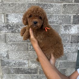 Bruno - Red  male Goldendoodle puppy in Katy, Texas from Sweet T Doodles