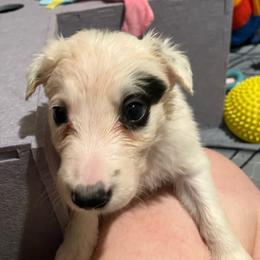 Buckley - Black and white male Border Collie puppy in Holden, Missouri from Spotted Feather Farm