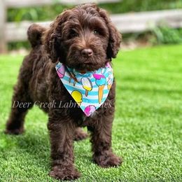 Australian Labradoodle, Cavapoo, and Goldendoodle Puppies from Deer Creek Labradoodles
