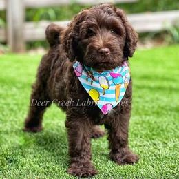 Australian Labradoodle, Cavapoo, and Goldendoodle Puppies from Deer Creek Labradoodles