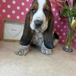 Basset Hound Puppies from The Basset Boutique