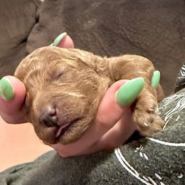 Female 3 - Red  female Poodle puppy in Parker, Colorado from Chamberland Poodles