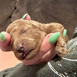 Female 3 - Red  female Poodle puppy in Parker, Colorado from Chamberland Poodles