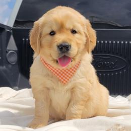 Golden Retrievers from Paisley's Golden Pups