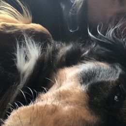 English Shepherds from AHED of the Herd
