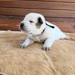 Black Collar - Red speckled male Australian Cattle Dog puppy in Nevada, Missouri from Back Road Dog Company, LLC