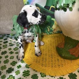 Nick Jonas - White and black male Dalmatian puppy in Fort Cavasos, Texas from Mainstreet Dalmation