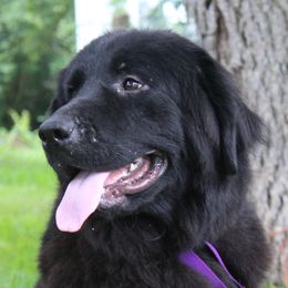 Macy - Newfoundland