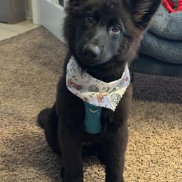 German Shepherd and Golden Retriever Puppies from Lace's High Flying German Shepherds And Golden Retrievers