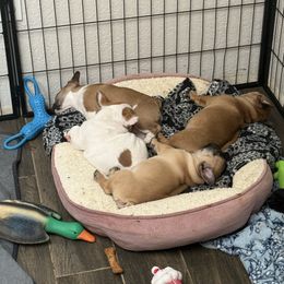 Clementine - Fawn and white female French Bulldog puppy in Newport, Oregon from Blue Coast Bulldogs
