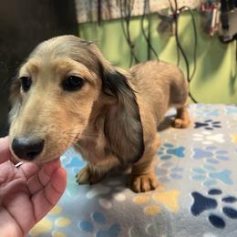 Vic - Cream male Dachshund puppy in Hebron, Indiana from MCS Dachshunds