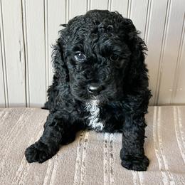 Tigris - Black and white female Bernedoodle puppy in Clarinda, Iowa from Root and Branch Bernedoodles