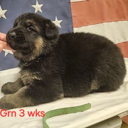 Girl 3 Green collar - German Shepherd puppy from Patriot Shepherds