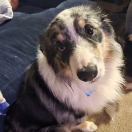 Blue - Australian Shepherd