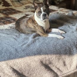 Eva - Boston Terrier