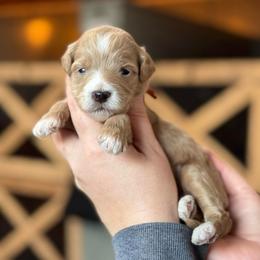 Wick - Apricot male Goldendoodle puppy in Wharton, Texas from Little Fur Friends