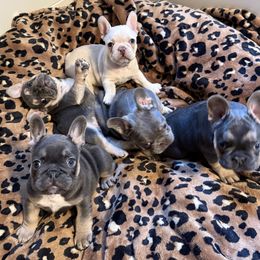 French Bulldog puppies from Wyatt and co Frenchies