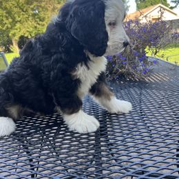 Bernedoodle Puppies from Busacker Babies