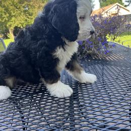 Bernedoodle Puppies from Busacker Babies