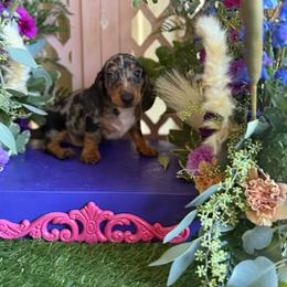Cory - Dapple male Dachshund puppy in Wills Point, Texas from Duck Creek Farm