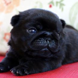 Theodore - Black male Pug puppy in Winnsboro, Texas from Southern pugs