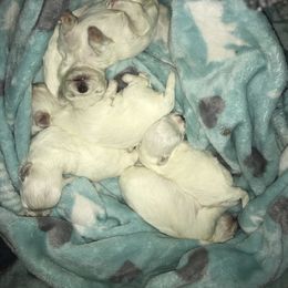 Maltese Puppies from Emotional Amor Support