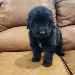 Tootsie (white) - Black Newfoundland puppy in Newmanstown, Pennsylvania from Mufasa's Pride (Newfoundland breeder)
