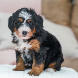 Juneau - Tri-color female Bernedoodle puppy in Dundee, Ohio from Down Home Doodle