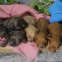 Cavapoos, Maltipoos, and Poodles from Gemini's Cavapoos