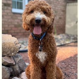 Tango - Goldendoodle
