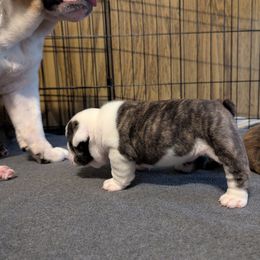 Chloe - Red brindle and white female Bulldog puppy in South Carolina from Heritage Bulldogs