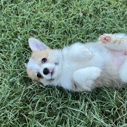 Companion Cross Puppies from Chilipoms