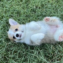 Companion Cross Puppies from Chilipoms