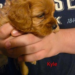 Kyle - Apricot male Cavapoo puppy in Lincolnton, North Carolina from Home Sweet Home Puppies