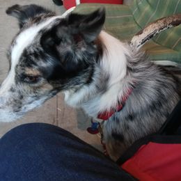 Cara - Border Collie