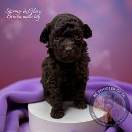 Poodle Puppies from KC Poodles of PA