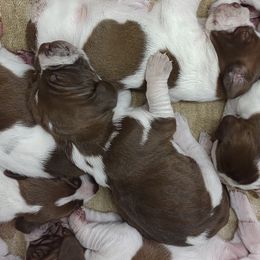 Girl A - White and chestnut female Bracco Italiano puppy in Albion, Michigan from Bracco Dynasty