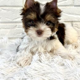 Zues - Chocolate tan and white male Biewer Terrier puppy in Greenwood, South Carolina from Sweet Southern Puppies