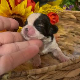 Darla - Black gold and white female Shih Tzu puppy in Elgin, South Carolina from Silver Bells Paw Prints