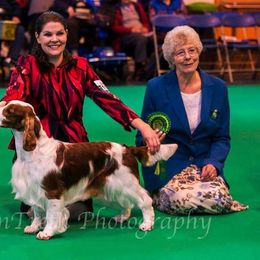 Welsh Springer Spaniel All Grown Up from Renascent Welsh Springer Spaniels