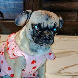 Pugs from Kratos Legacy