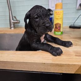 Wednesday - Black female Great Dane puppy in Gainesville, Florida from Your Cuddly Companions