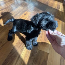 Beau (natural tail) - Salt and pepper male Miniature Schnauzer puppy in Hull, Georgia from Ardent Miniature Schnauzers of Athens