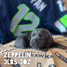Zeppelin - Charcoal male Dilute Retriever puppy in Puyallup, Washington from 12 Door Farm Labradors