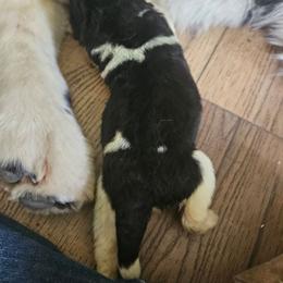 Rosemary - White and black female Newfoundland puppy in Honey Grove, Pennsylvania from Heinrich Family Newfoundlands