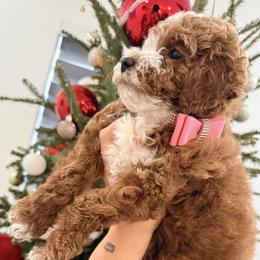 French Bulldog and Goldendoodle Puppies from Haus of Pawz